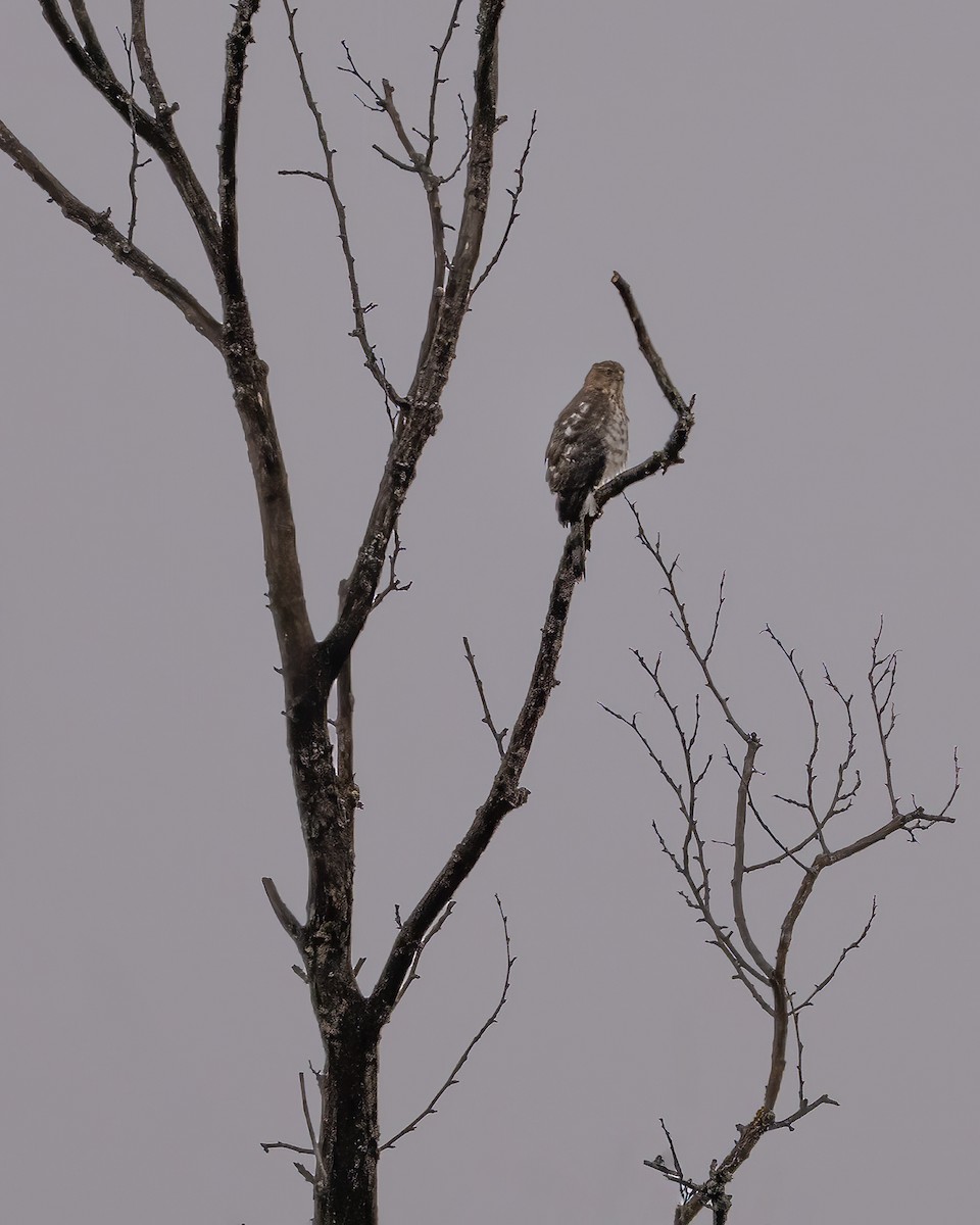 Cooper's Hawk - ML646527588