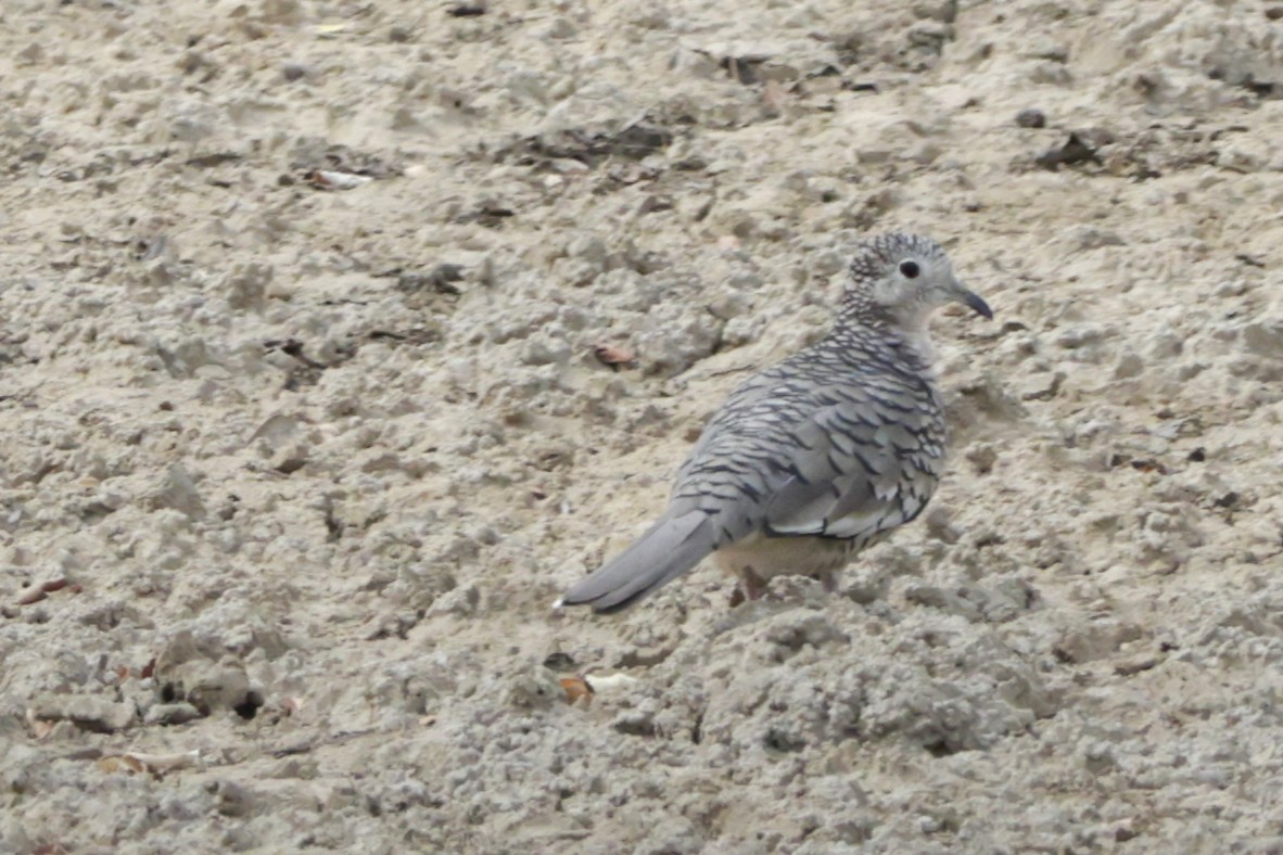 Scaled Dove - ML646527589