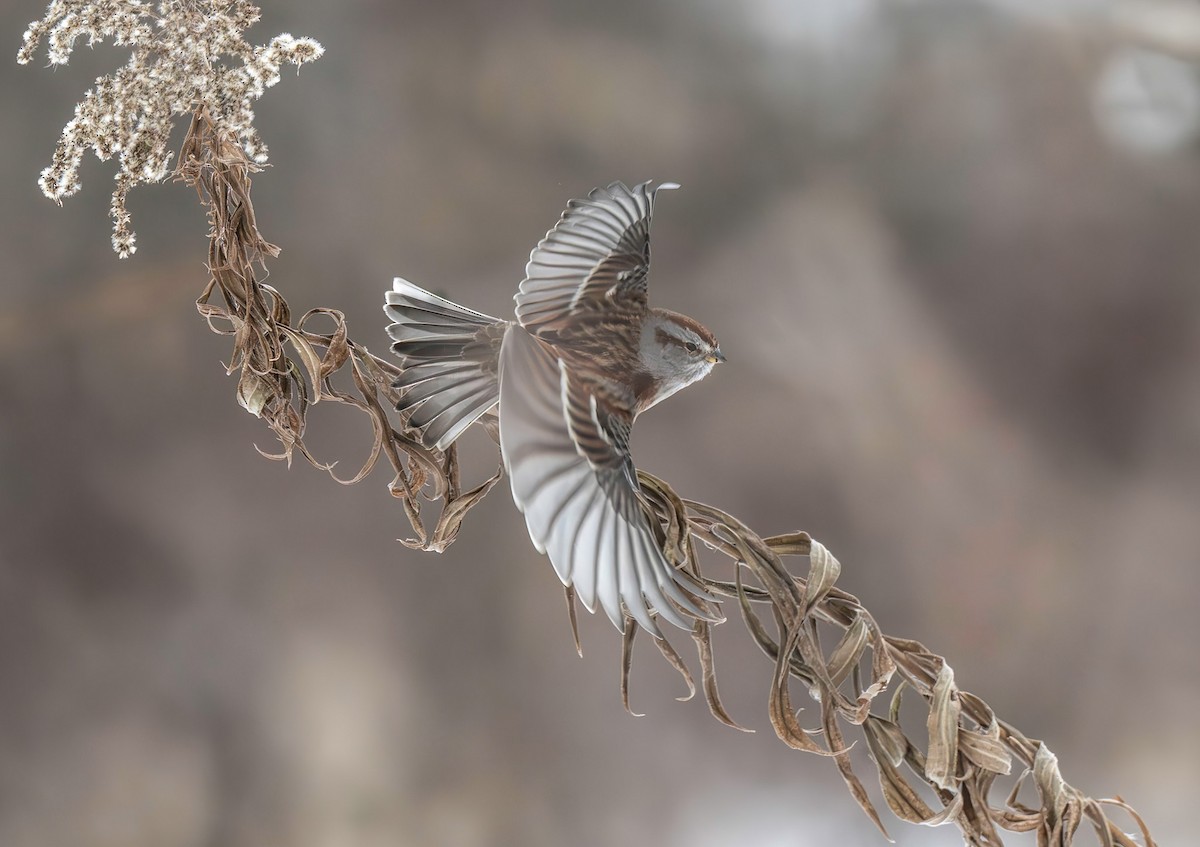 American Tree Sparrow - ML646527592