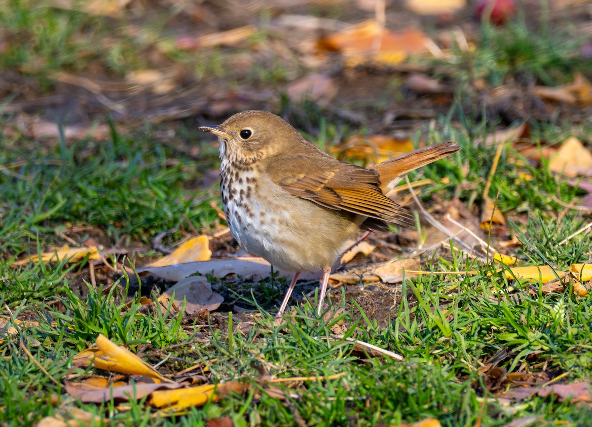 Einsiedler-Musendrossel - ML646527595