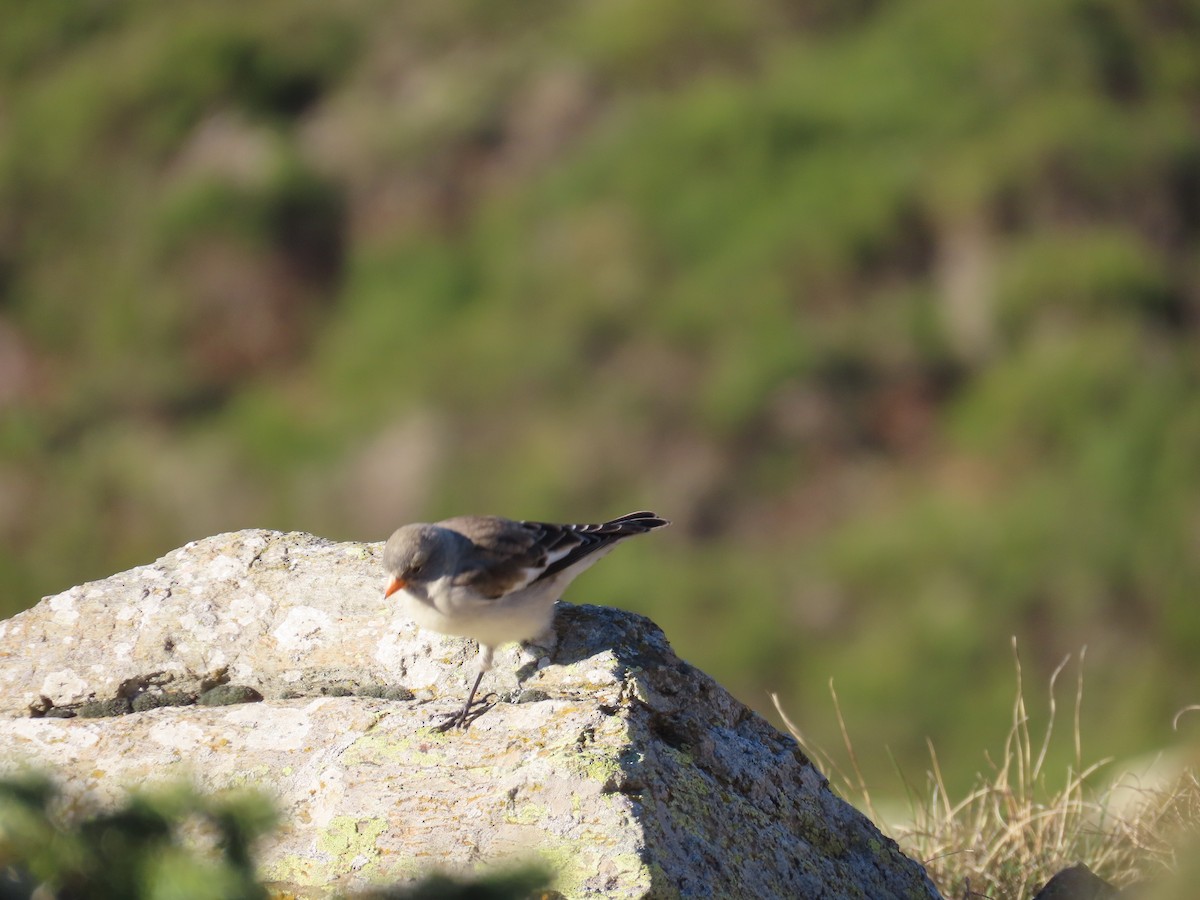 White-winged Snowfinch - ML646527598
