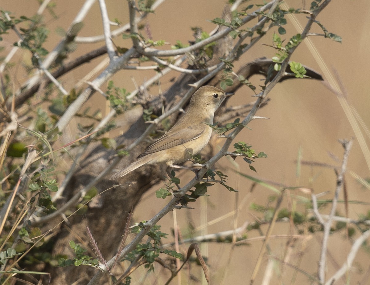 Sykes's Warbler - ML646527599