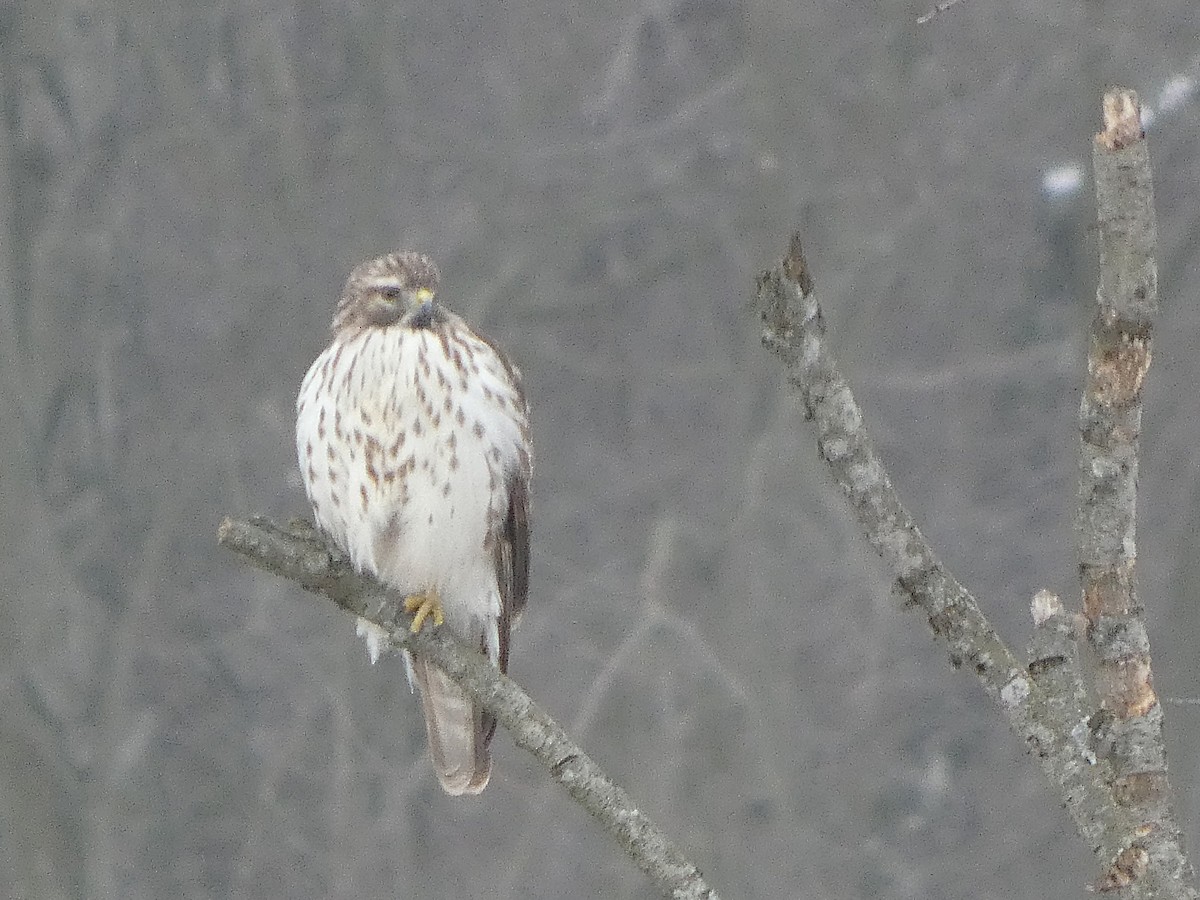 カタアカノスリ - ML646527602