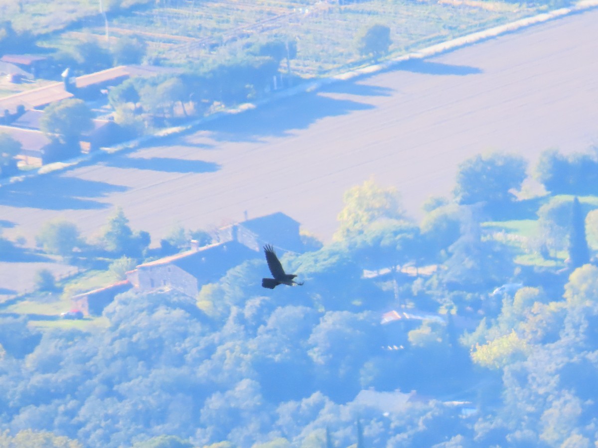 Common Raven - ML646527603