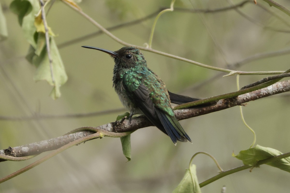 Shining-green Hummingbird - ML646527604
