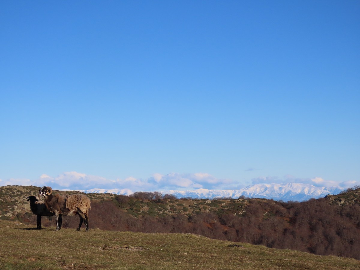 Domestic Sheep - ML646527610