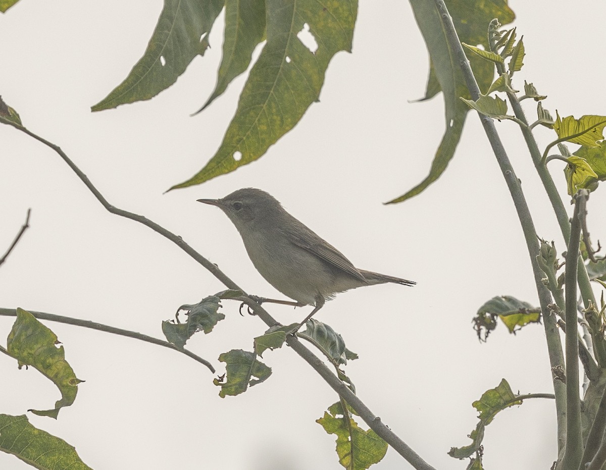 Blyth's Reed Warbler - ML646527614