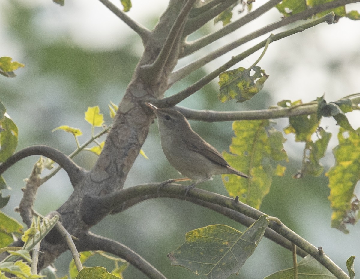 Blyth's Reed Warbler - ML646527615