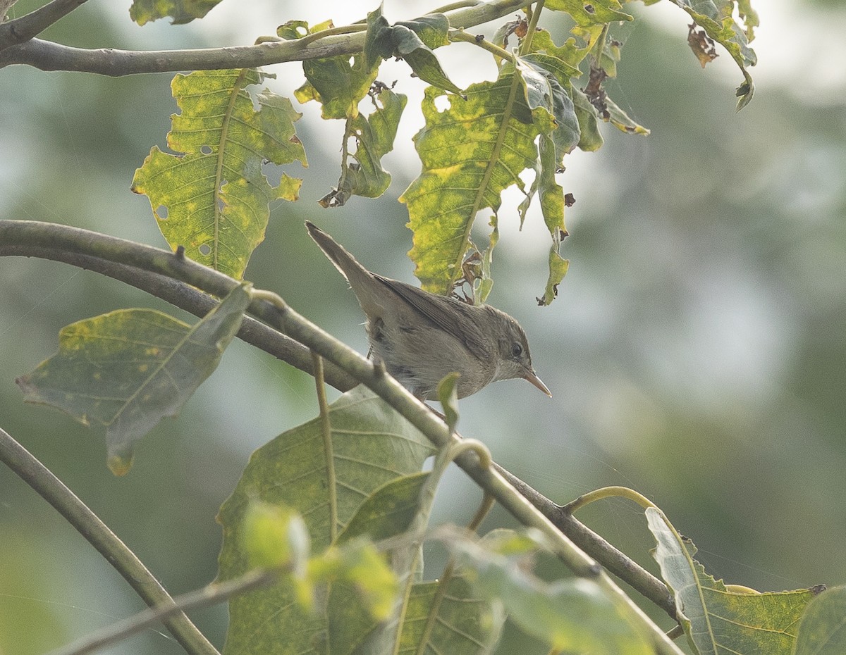 Blyth's Reed Warbler - ML646527616