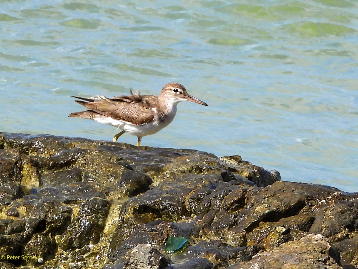 Benekli Düdükçün - ML646527619