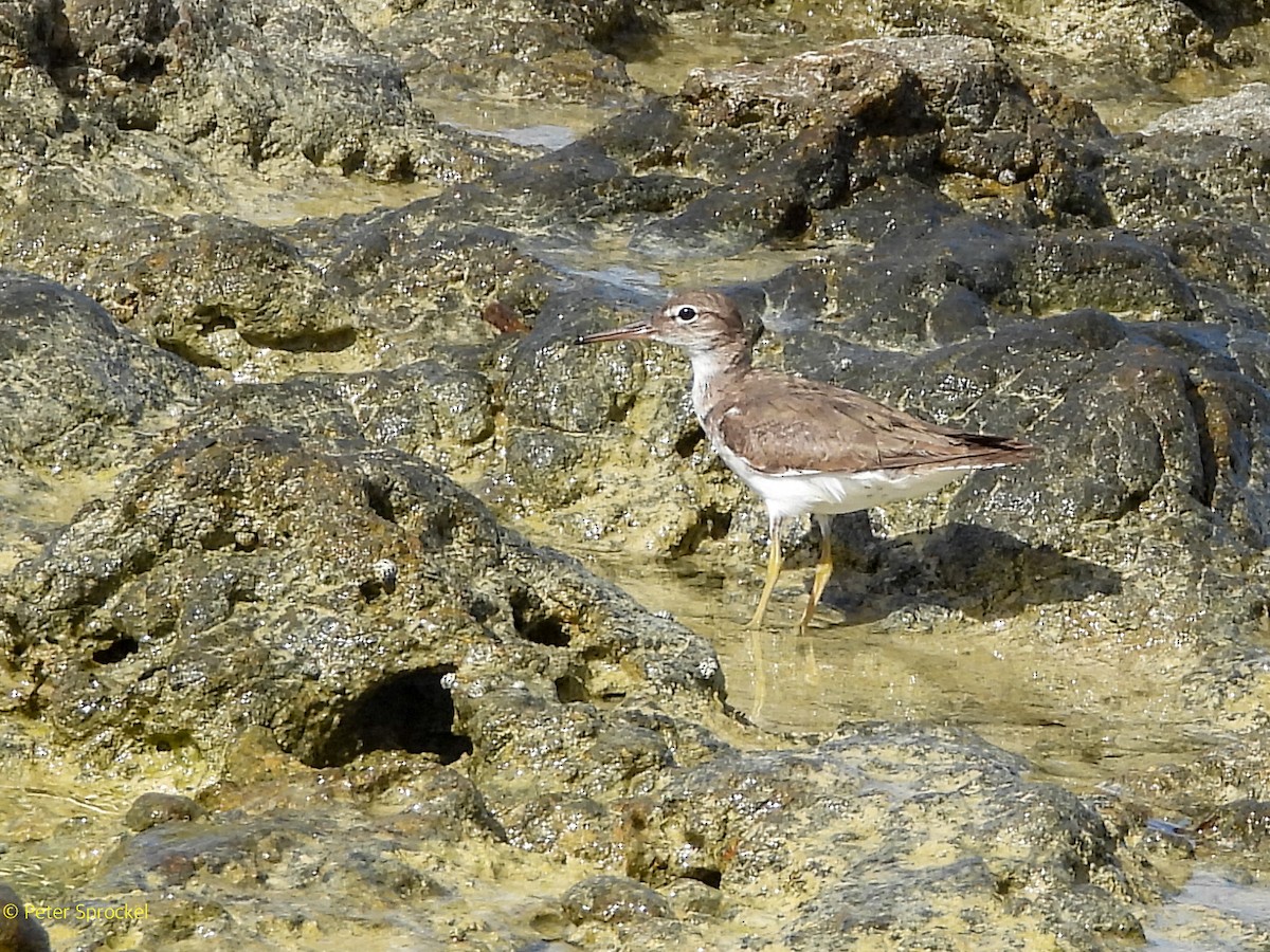 Benekli Düdükçün - ML646527620