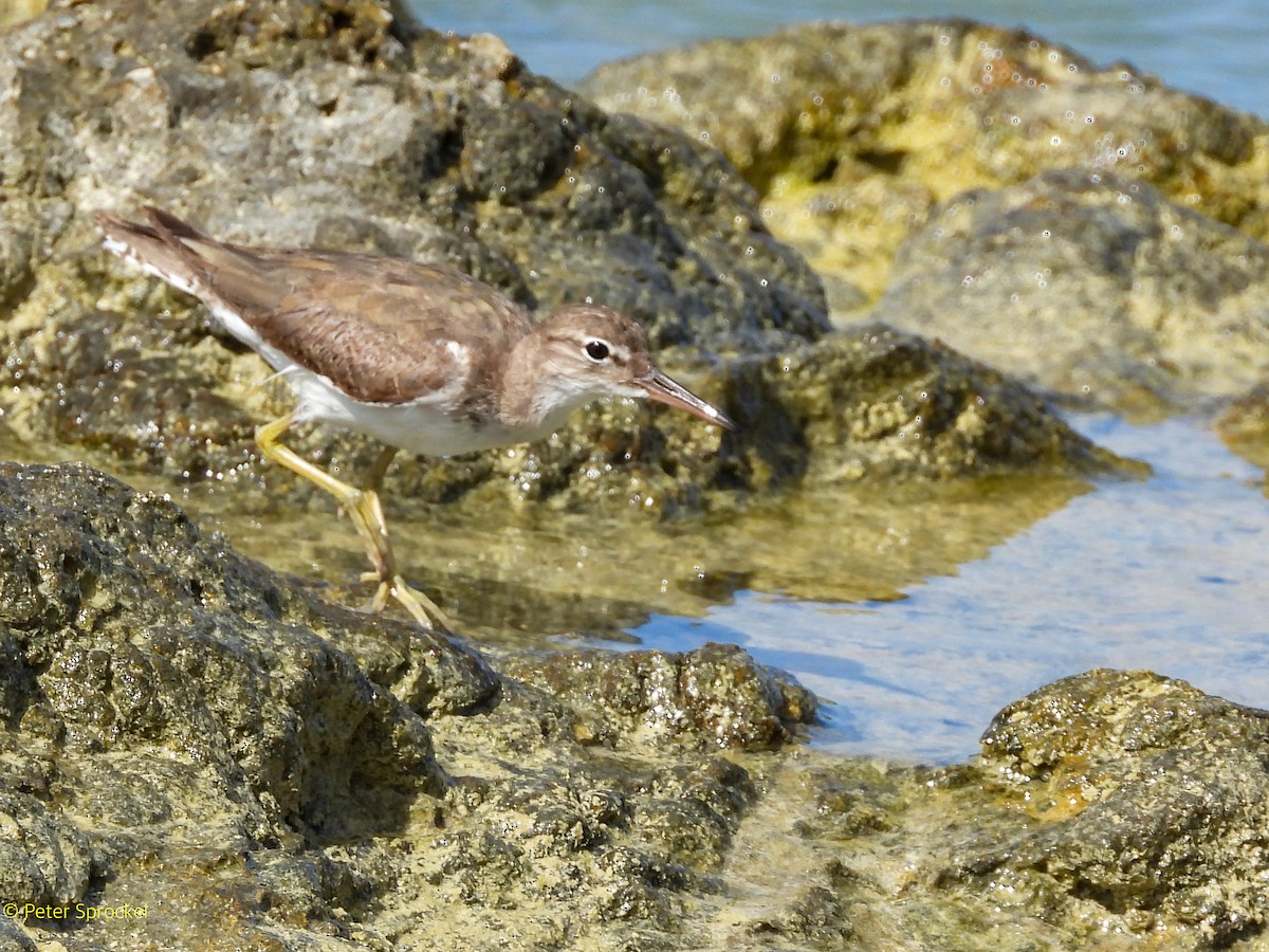 Benekli Düdükçün - ML646527621