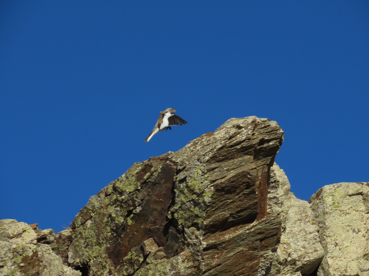 White-winged Snowfinch - ML646527623