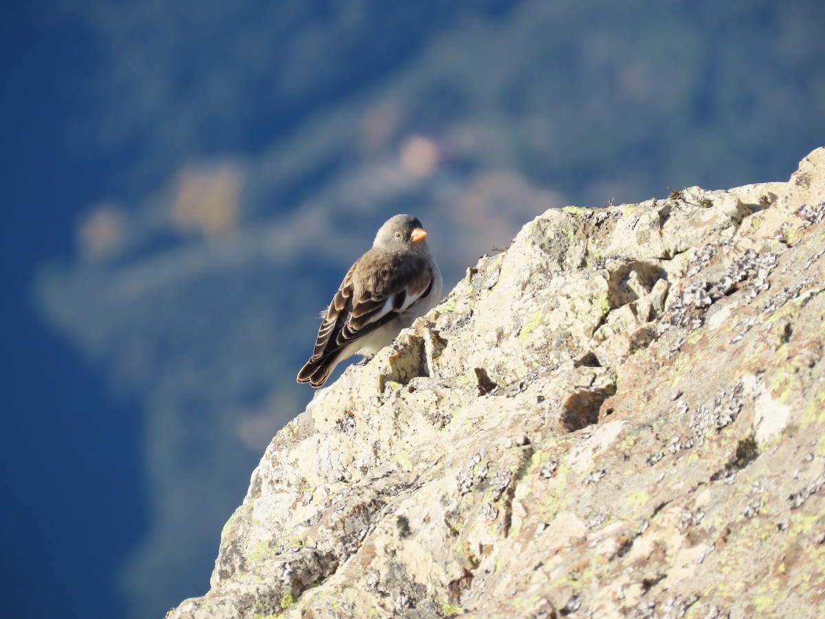 White-winged Snowfinch - ML646527624