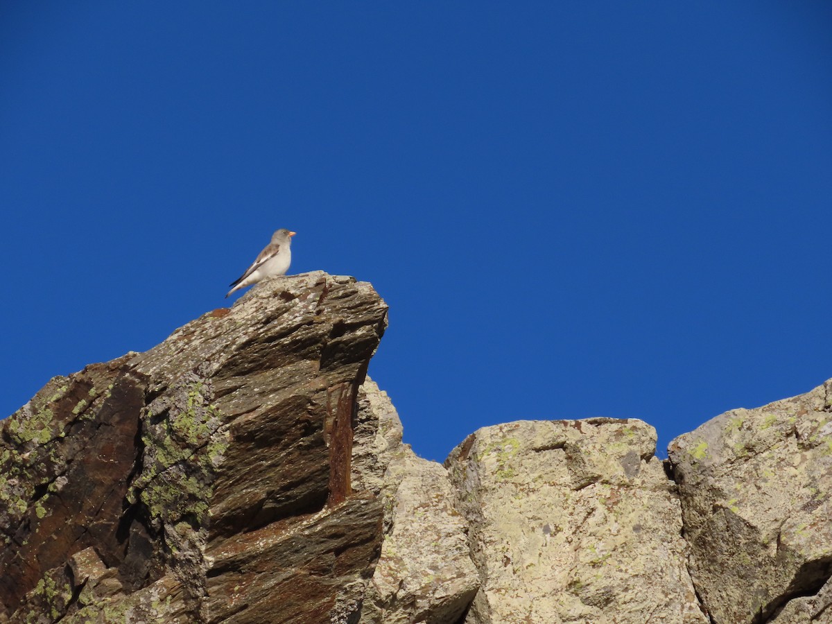 Elur-txonta - ML646527625