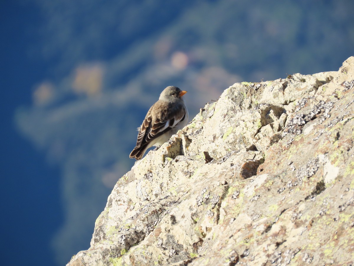 Elur-txonta - ML646527626