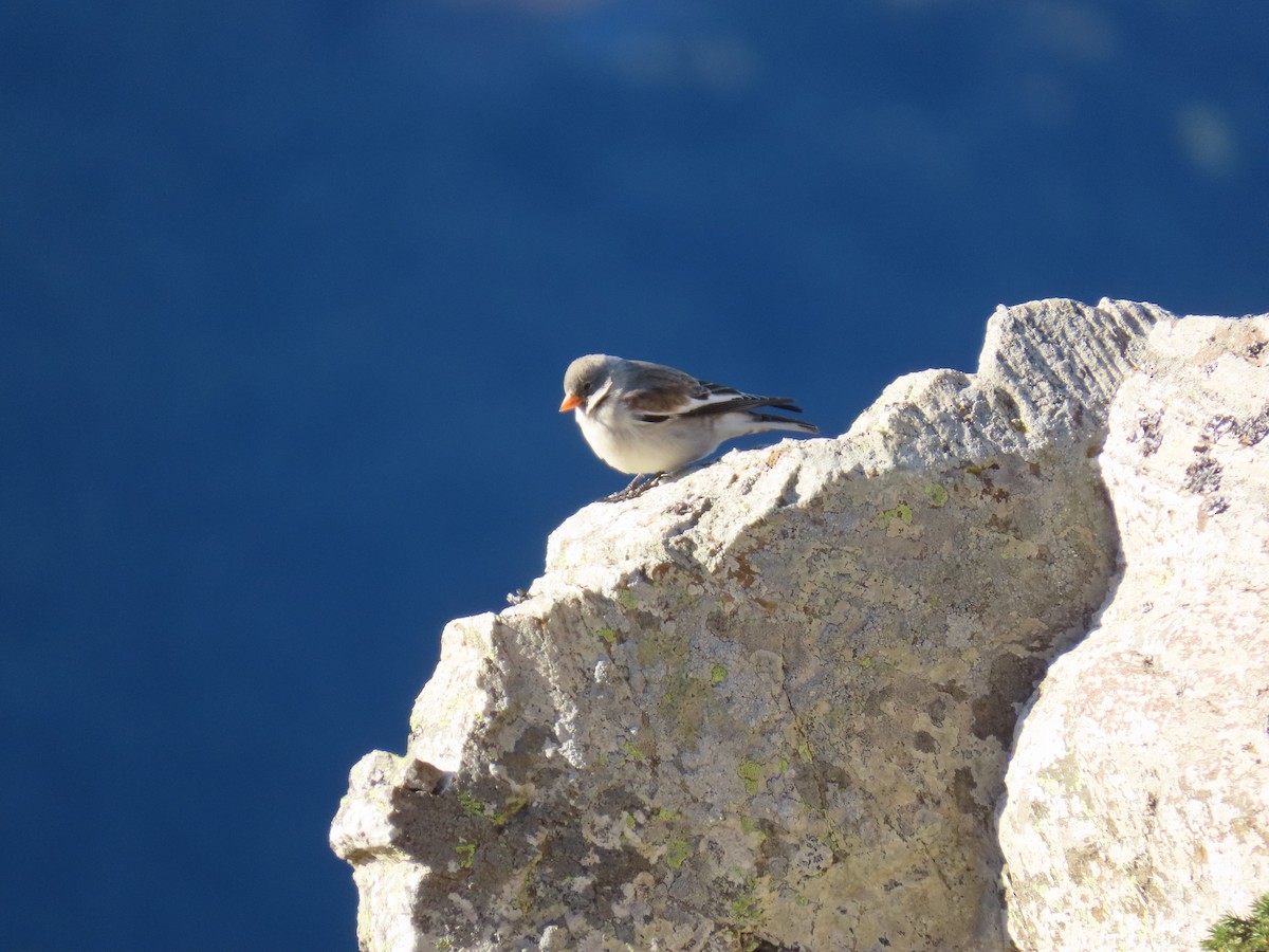 White-winged Snowfinch - ML646527627