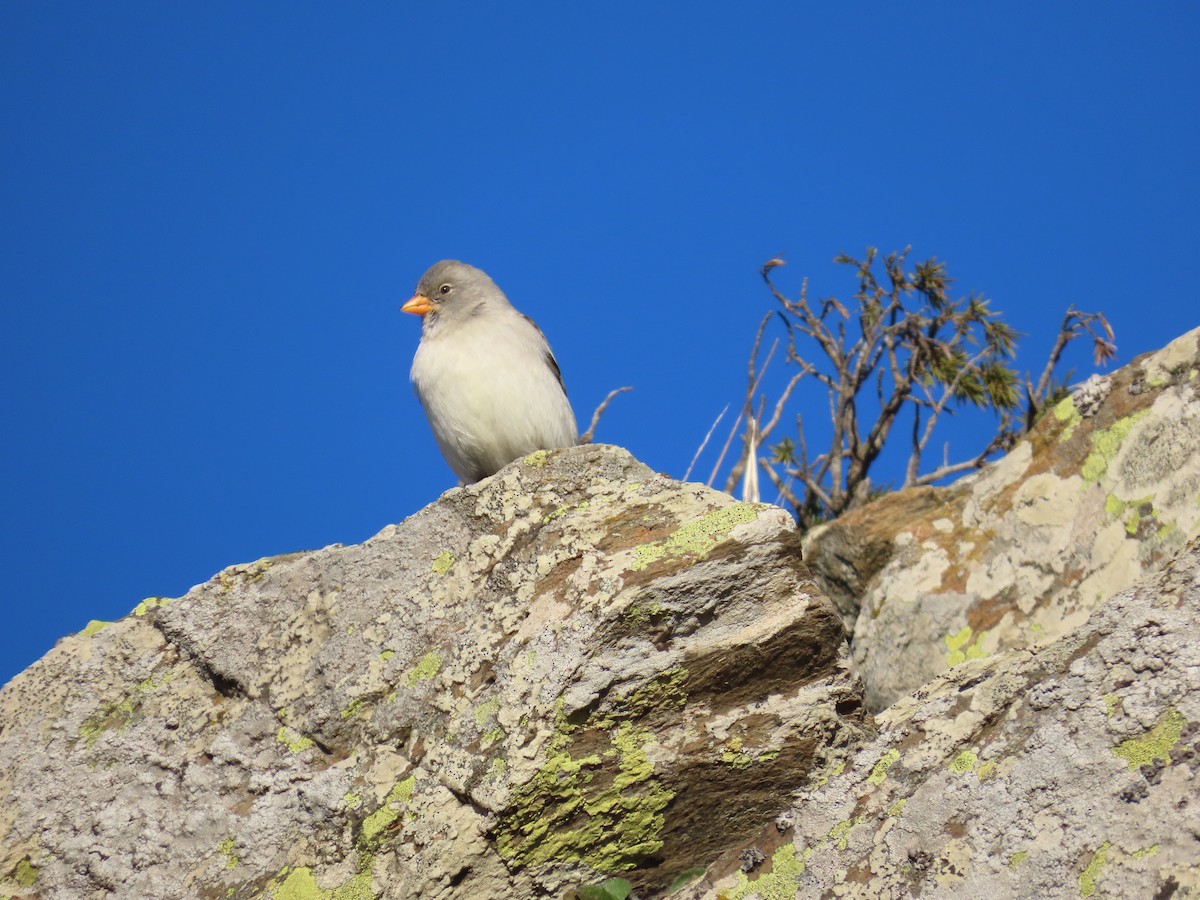 White-winged Snowfinch - ML646527628