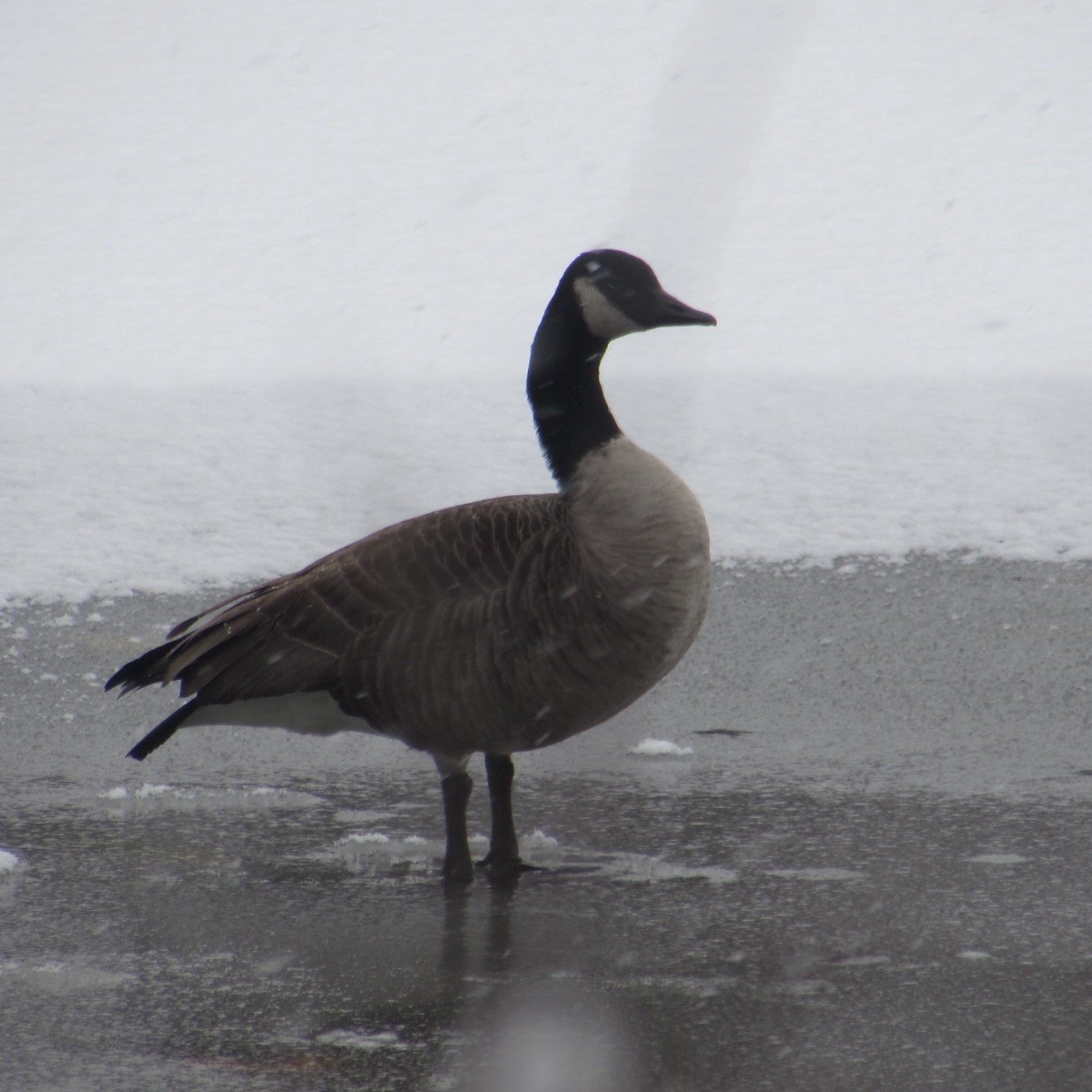 Canada Goose - ML646527629