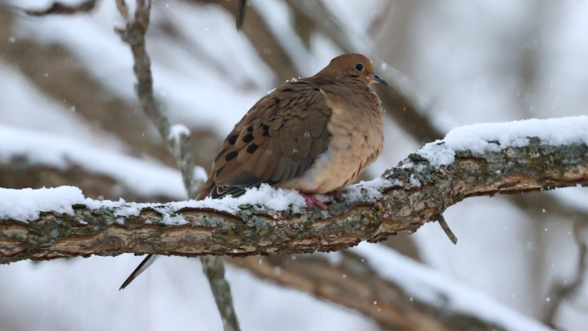 ナゲキバト - ML646527630