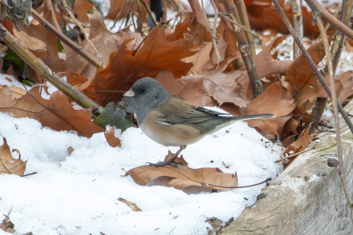 strnadec zimní (ssp. mearnsi) - ML646527631
