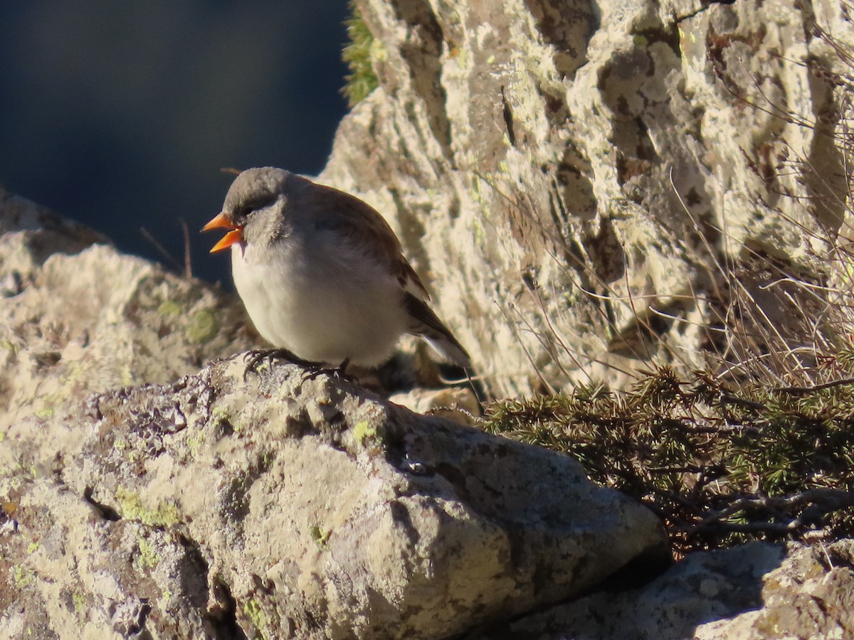 ユキスズメ - ML646527632