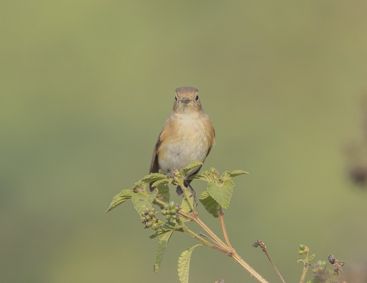 Euli-txori papargorria - ML646527634