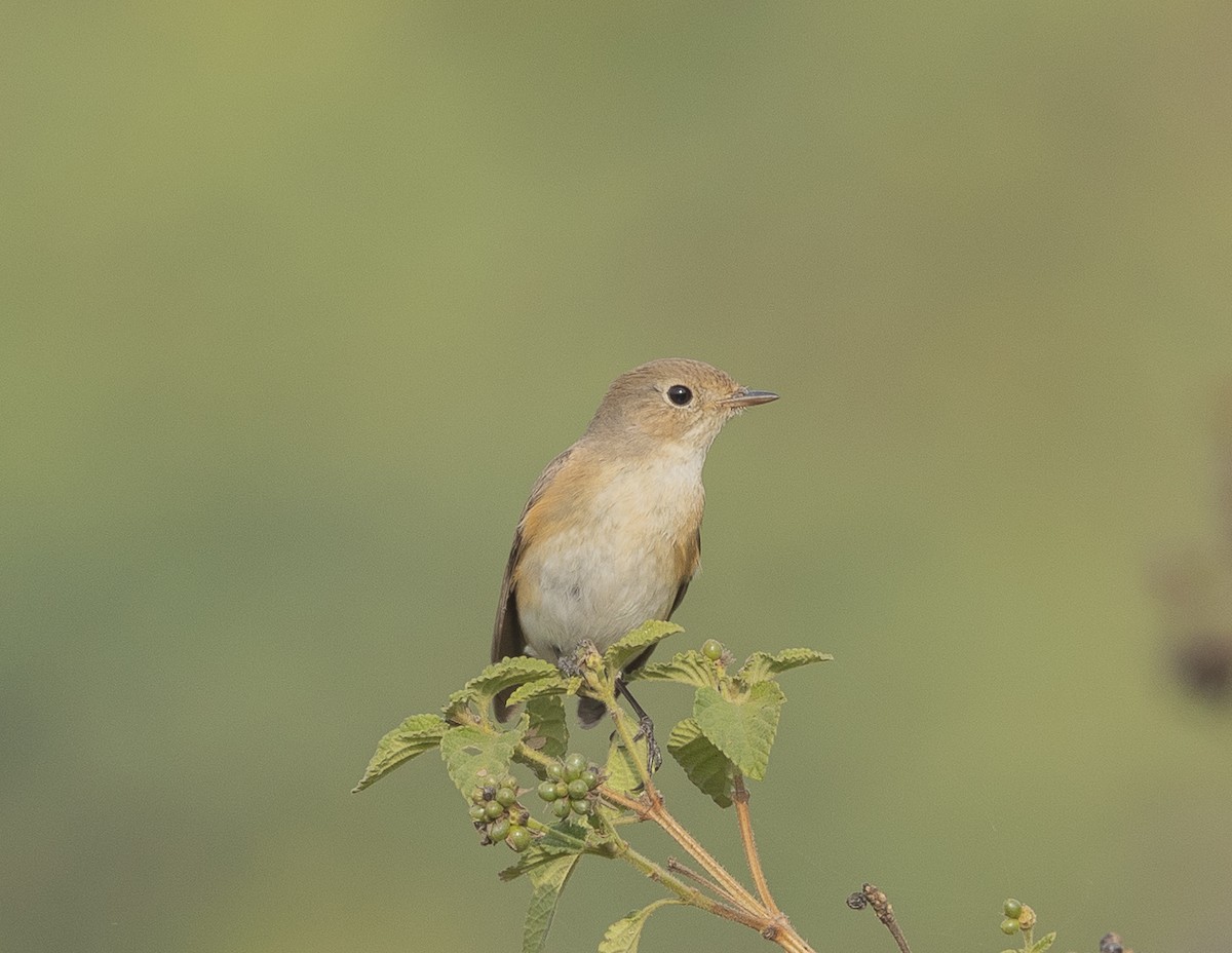 Euli-txori papargorria - ML646527635