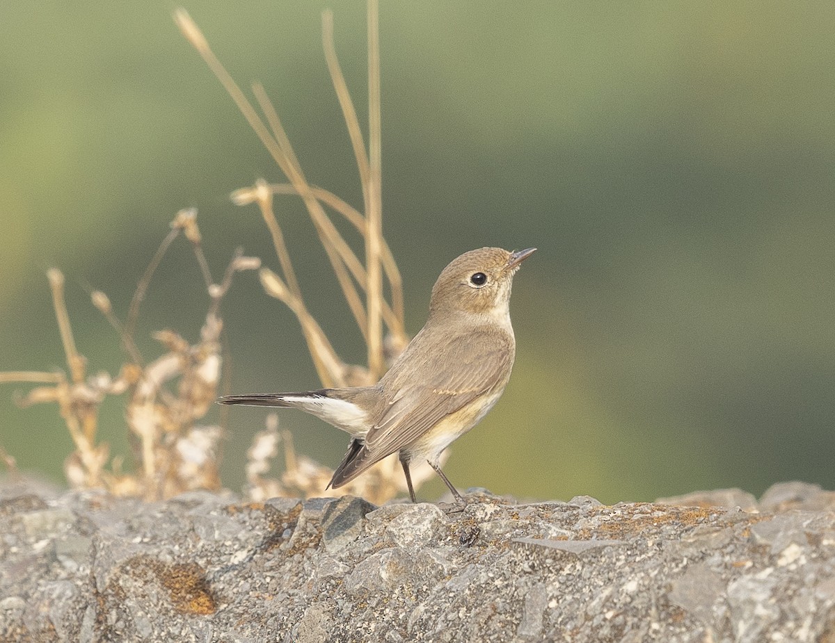 Euli-txori papargorria - ML646527636