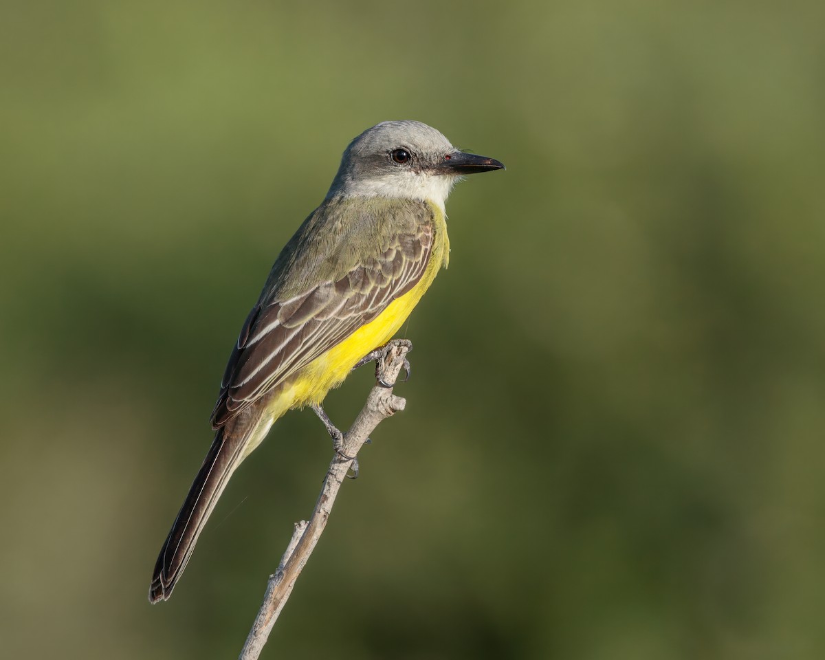 Tropical Kingbird - ML646527637