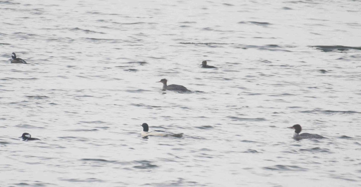 Zerra handia - ML646527638