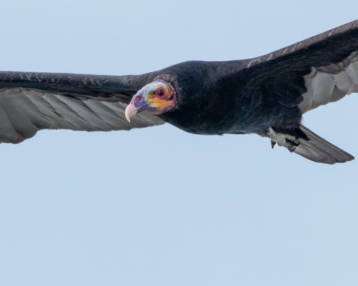 Lesser Yellow-headed Vulture - ML646527640