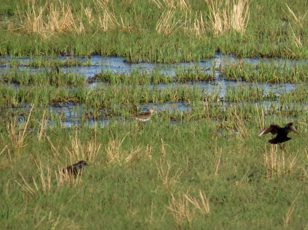 Txirri pektorala - ML646527641