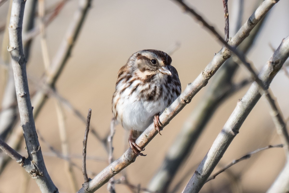 Song Sparrow - ML646527642