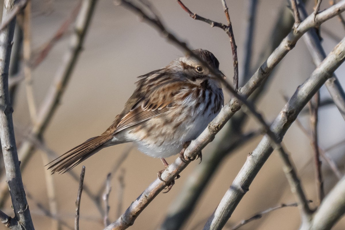 Song Sparrow - ML646527643