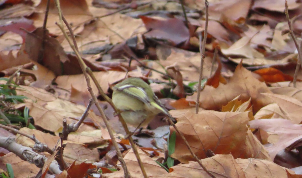 Erregetxo amerikarra - ML646527644