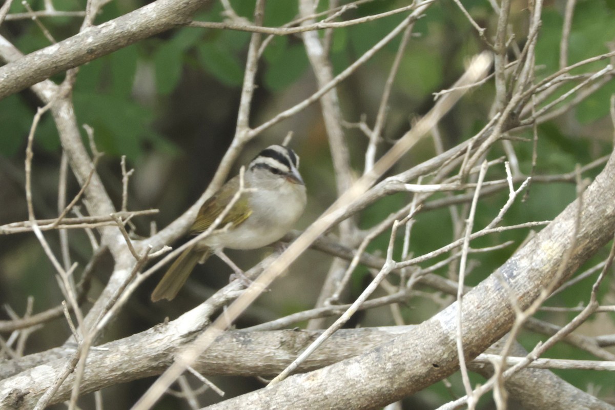 Tocuyo Sparrow - ML646527646