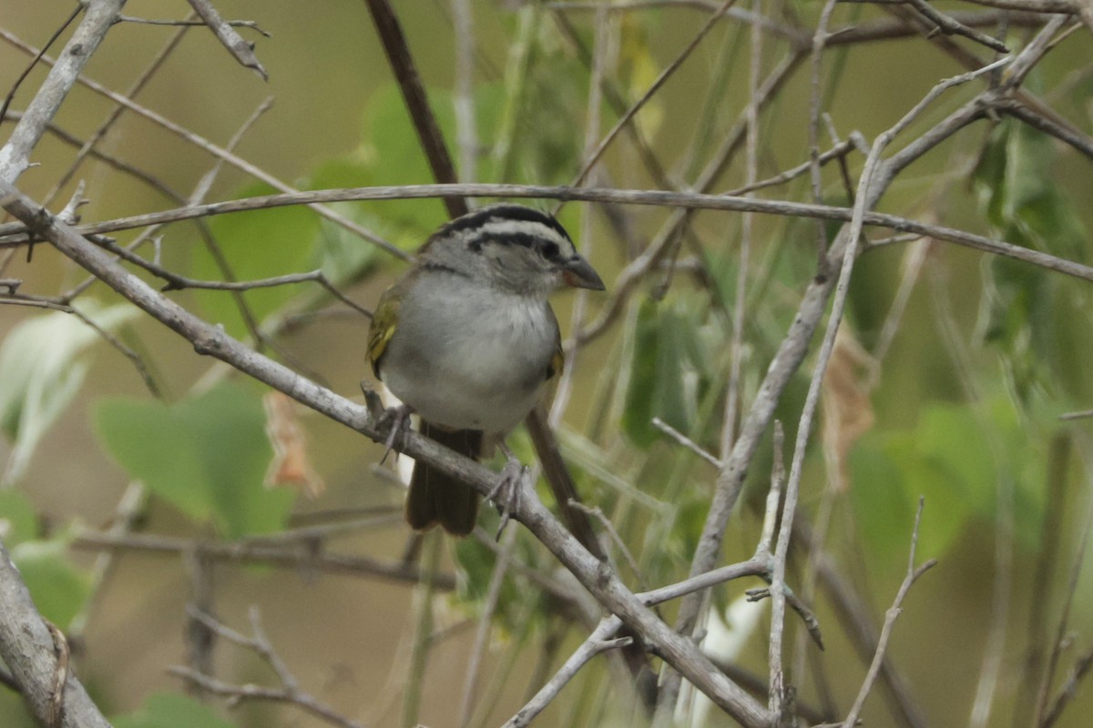 Tocuyo Sparrow - ML646527647