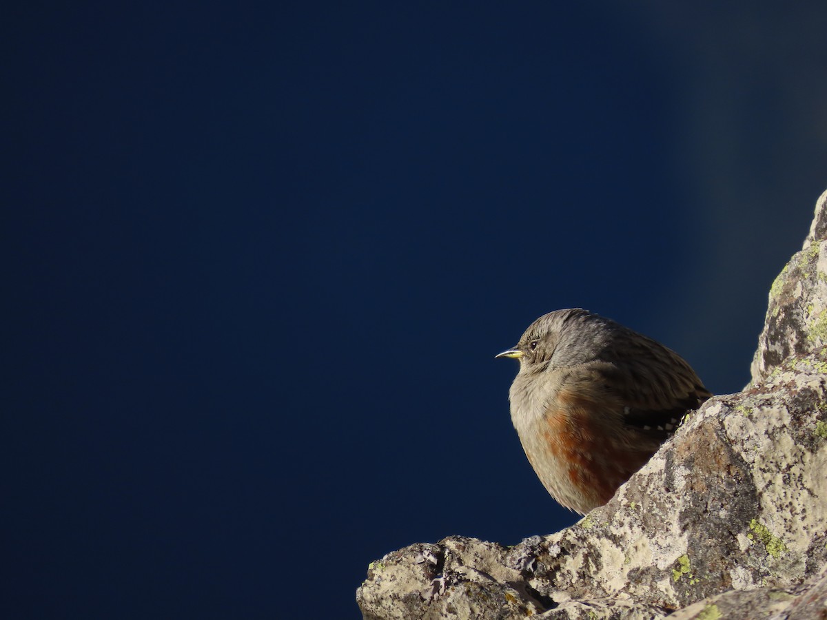 Mendi-tuntuna - ML646527648