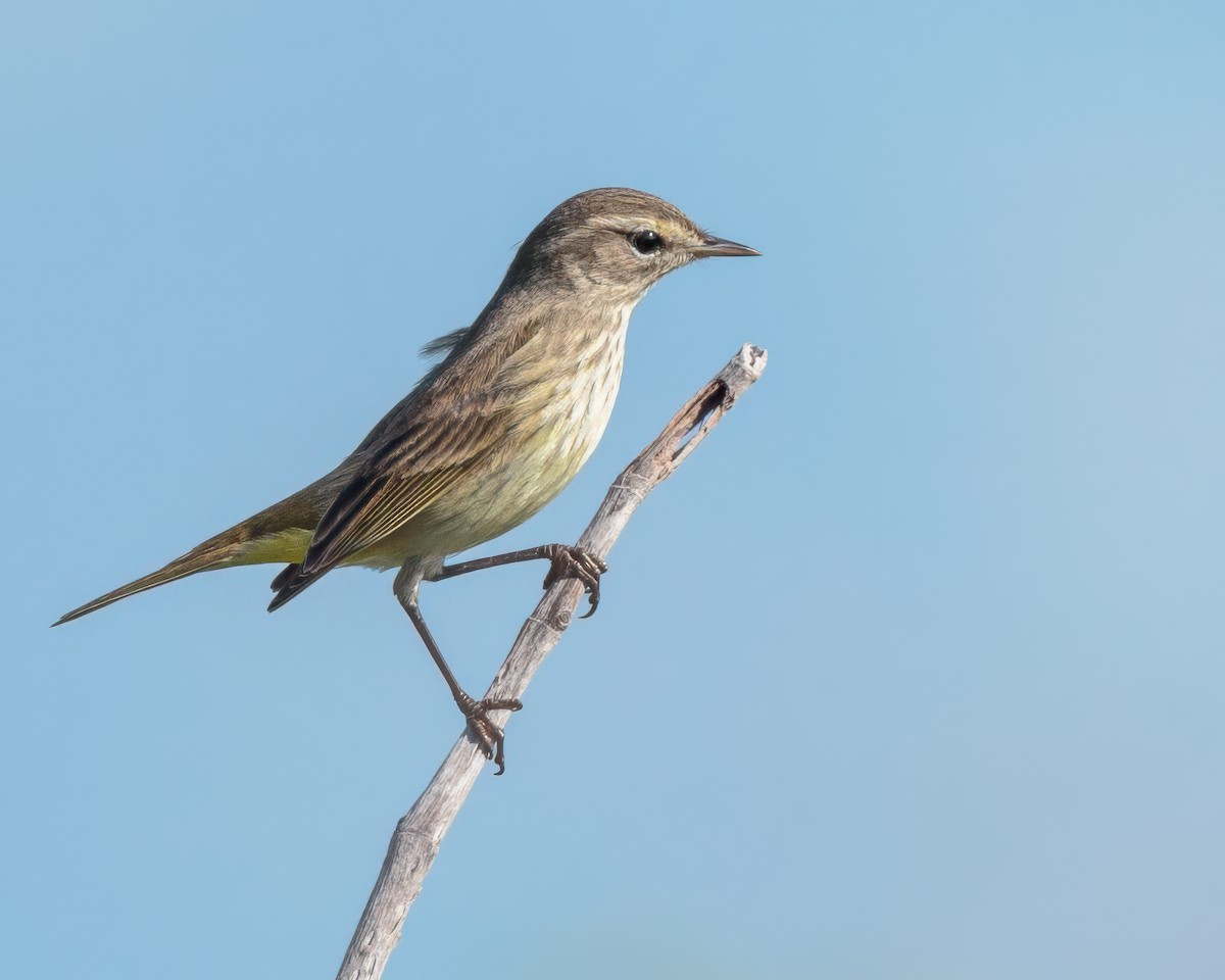 Palm Warbler - ML646527649