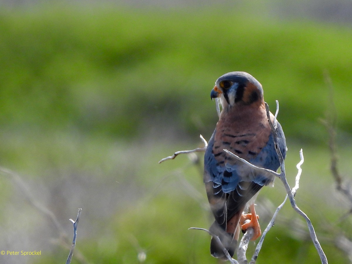 Belatz amerikarra - ML646527650