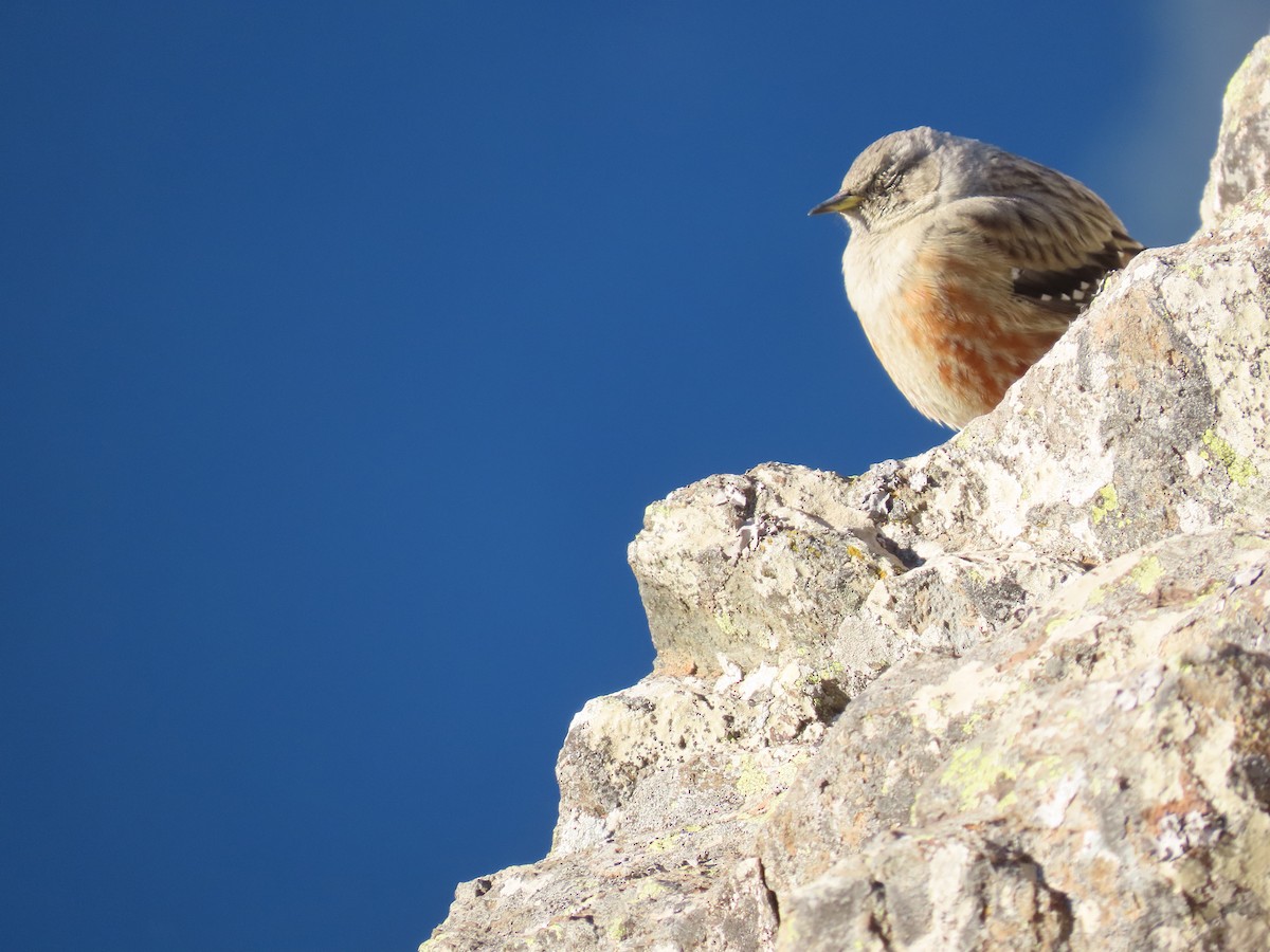 Mendi-tuntuna - ML646527651