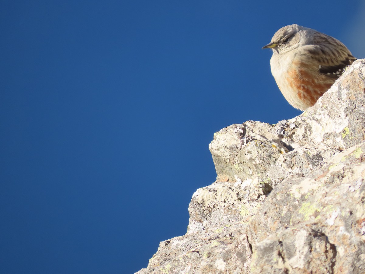 Mendi-tuntuna - ML646527652