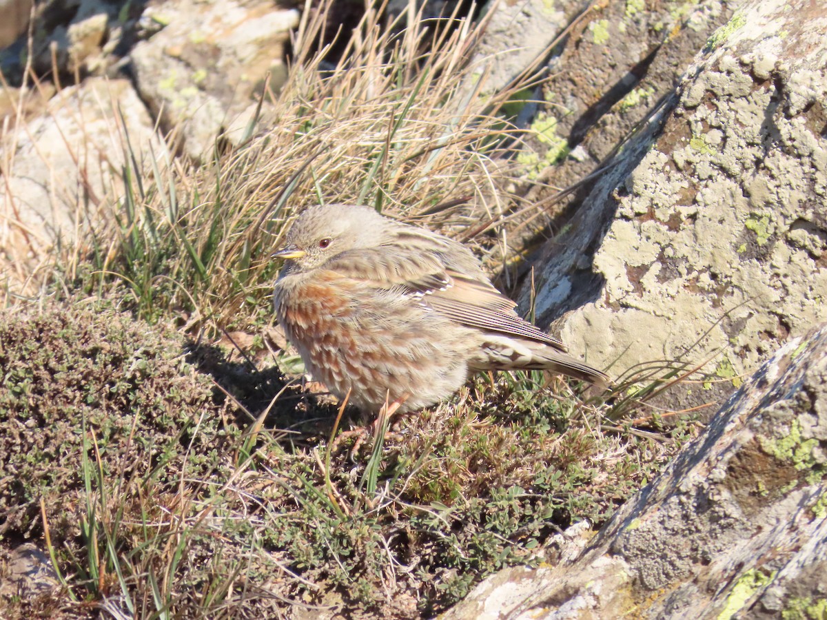 Mendi-tuntuna - ML646527653