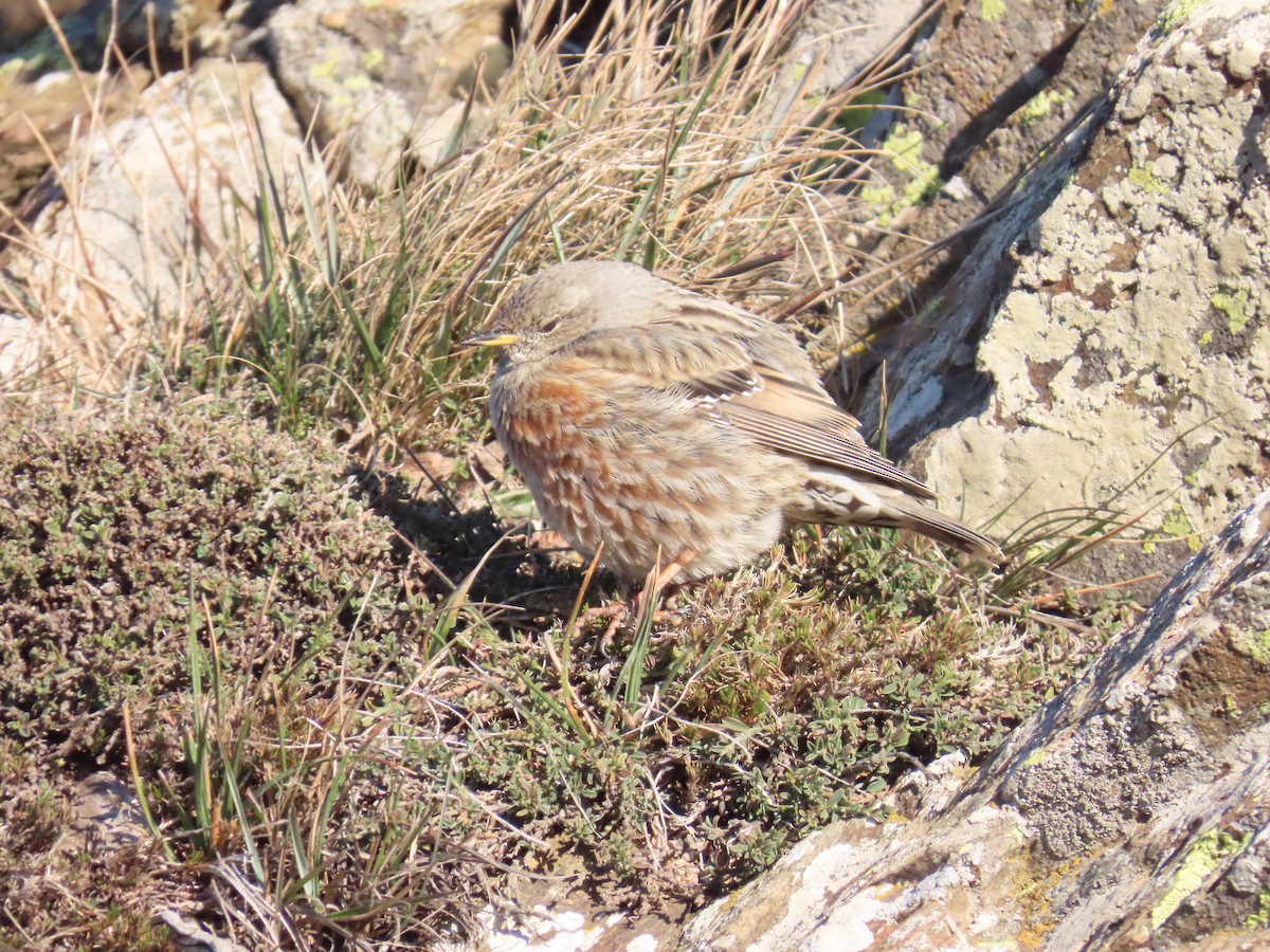 Mendi-tuntuna - ML646527654