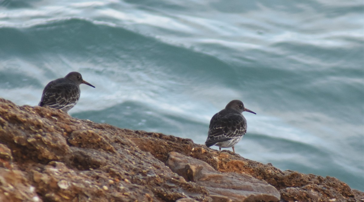 Txirri iluna - ML646527655