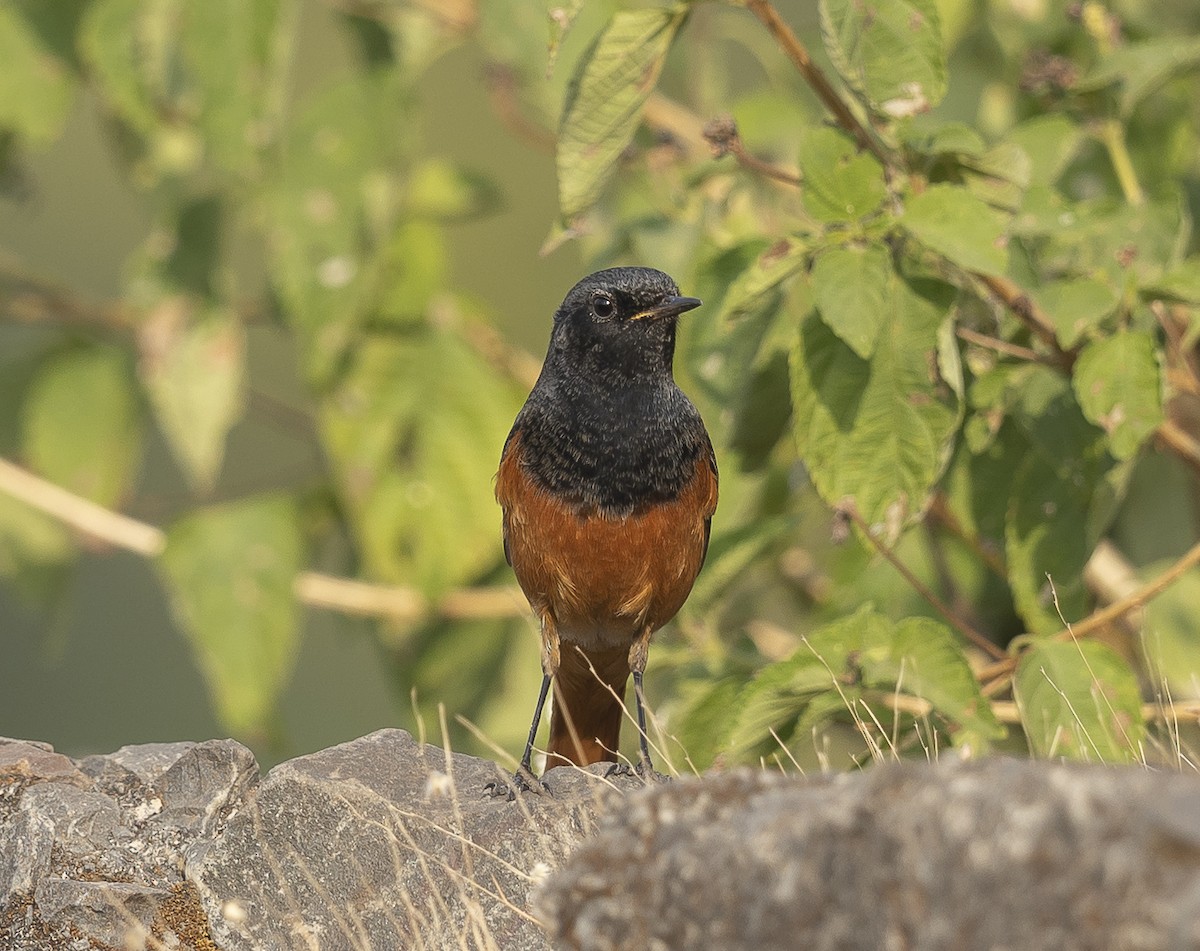 Buztangorri iluna - ML646527656