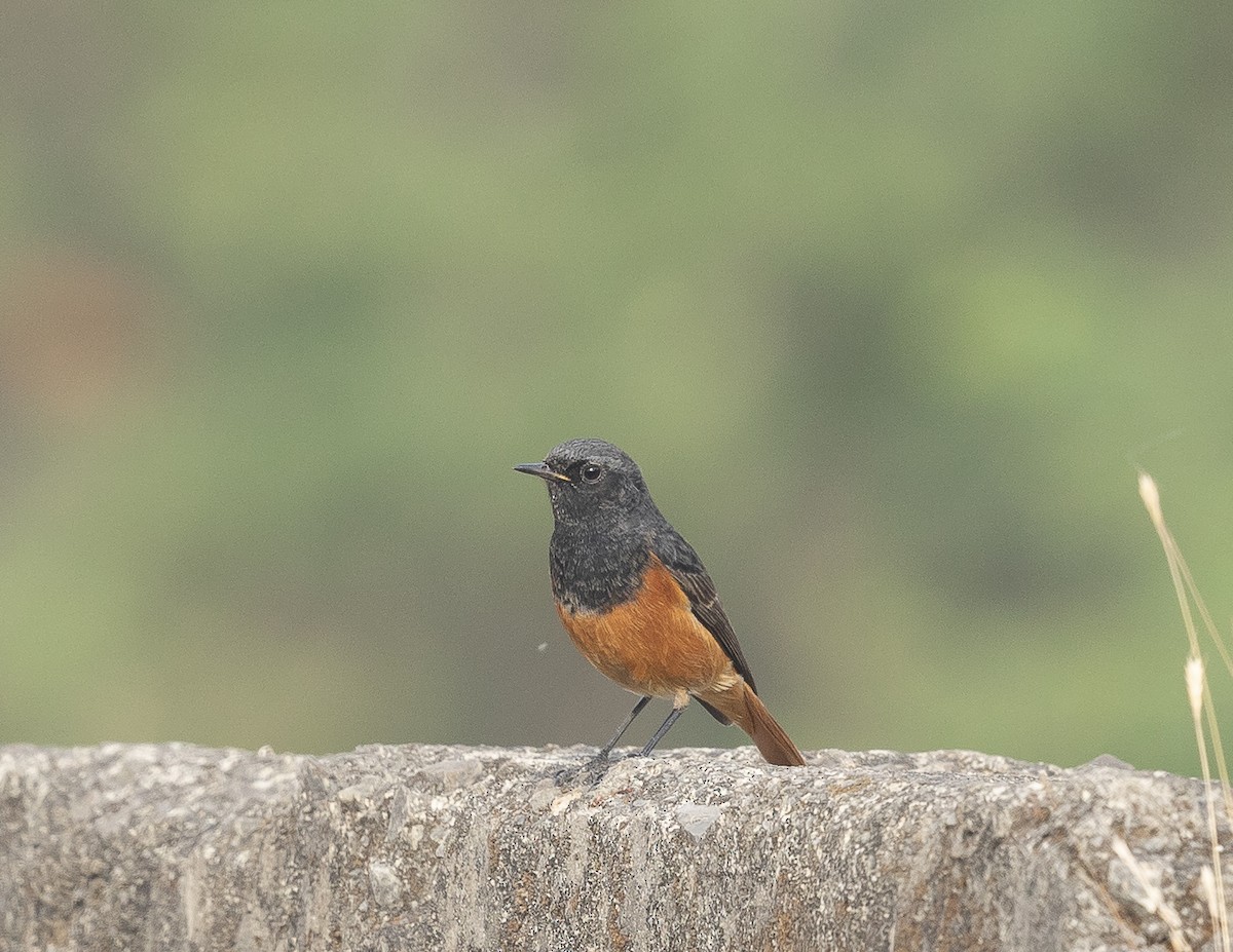 Buztangorri iluna - ML646527657