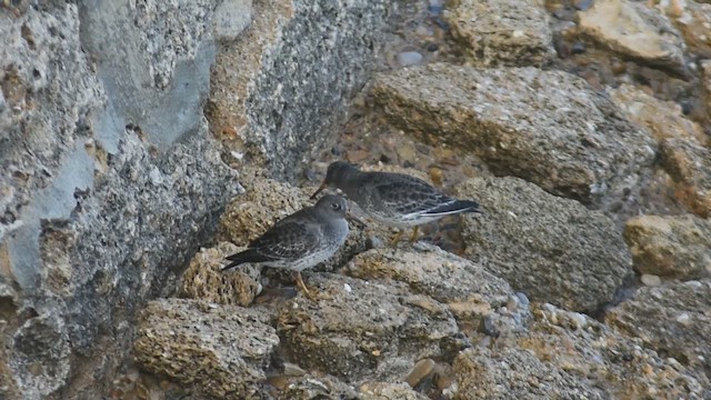 Mor Kumkuşu - ML646527658