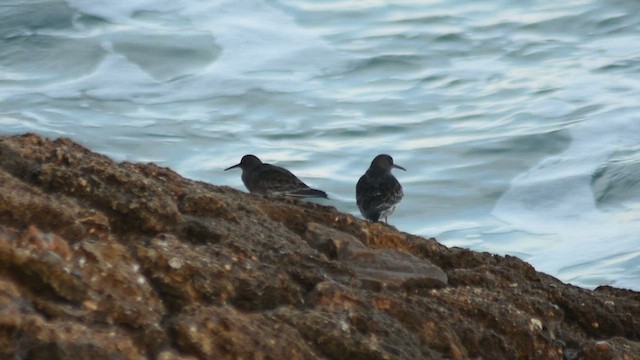 Mor Kumkuşu - ML646527659